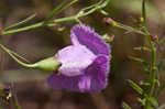 San Antonio false foxglove